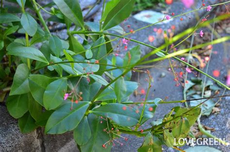 三時花|ハゼラン（三時草）の花言葉｜種類、花や実の特徴、 